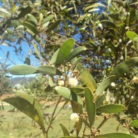 Acacia melanoxylon R.Br.